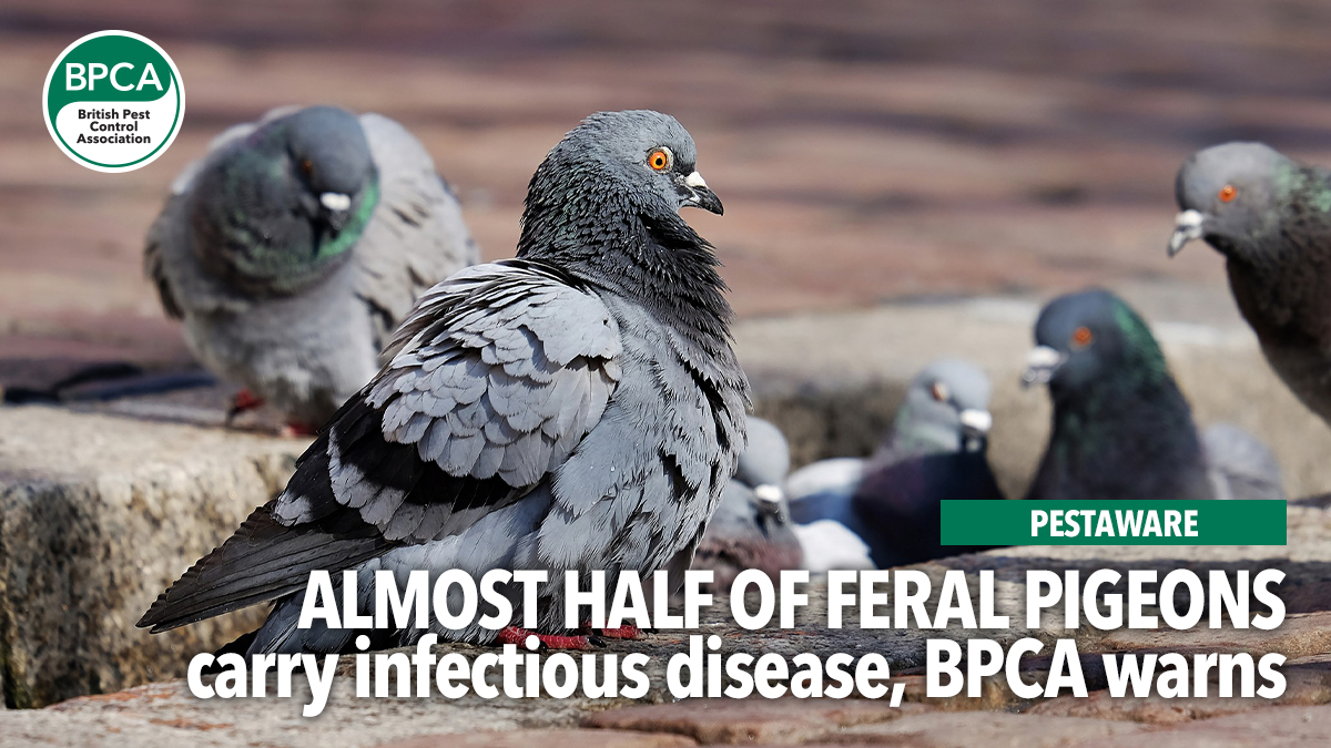 pestaware-feral-pigeons-carry-disease